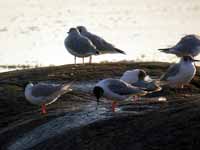 Mouette de Bonaparte Chroicocephalus philadelphia