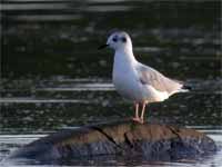 Mouette de Bonaparte Chroicocephalus philadelphia