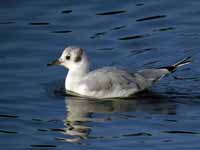 Mouette de Bonaparte Chroicocephalus philadelphia