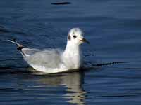 Mouette de Bonaparte Chroicocephalus philadelphia