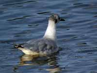 Mouette de Bonaparte Chroicocephalus philadelphia