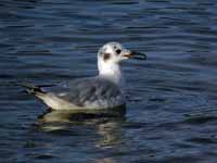 Mouette de Bonaparte Chroicocephalus philadelphia