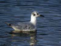 Mouette de Bonaparte Chroicocephalus philadelphia