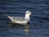 Mouette de Bonaparte Chroicocephalus philadelphia