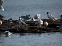 Mouette de Bonaparte Chroicocephalus philadelphia