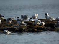 Mouette de Bonaparte Chroicocephalus philadelphia