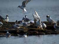 Mouette de Bonaparte Chroicocephalus philadelphia