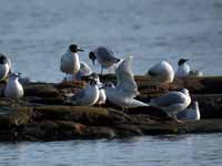 Mouette de Bonaparte Chroicocephalus philadelphia