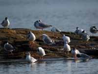 Mouette de Bonaparte Chroicocephalus philadelphia