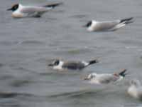 Mouette de Franklin Leucophaeus pipixcan