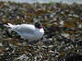 Mouette mélanocéphale Ichthyaetus melanocephalus