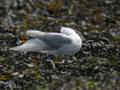 Mouette mélanocéphale Ichthyaetus melanocephalus