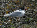 Mouette mélanocéphale Ichthyaetus melanocephalus