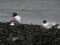 Mouette mélanocéphale Ichthyaetus melanocephalus