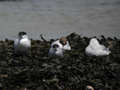 Mouette mélanocéphale Ichthyaetus melanocephalus