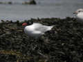 Mouette mélanocéphale Ichthyaetus melanocephalus