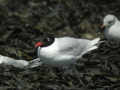 Mouette mélanocéphale Ichthyaetus melanocephalus