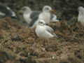 Mouette mélanocéphale Ichthyaetus melanocephalus