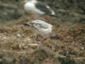 Mouette mélanocéphale Ichthyaetus melanocephalus