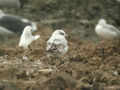 Mouette mélanocéphale Ichthyaetus melanocephalus