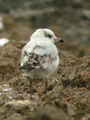 Mouette mélanocéphale Ichthyaetus melanocephalus