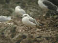 Mouette mélanocéphale Ichthyaetus melanocephalus