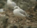 Mouette mélanocéphale Ichthyaetus melanocephalus