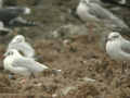 Mouette mélanocéphale Ichthyaetus melanocephalus