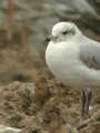 Mouette mélanocéphale Ichthyaetus melanocephalus