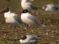 Mouette mélanocéphale Ichthyaetus melanocephalus