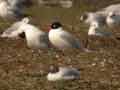 Mouette mélanocéphale Ichthyaetus melanocephalus