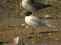 Mouette mélanocéphale Ichthyaetus melanocephalus