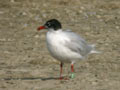 Mouette mélanocéphale Ichthyaetus melanocephalus