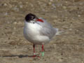 Mouette mélanocéphale Ichthyaetus melanocephalus