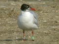 Mouette mélanocéphale Ichthyaetus melanocephalus