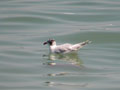 Mouette mélanocéphale Ichthyaetus melanocephalus