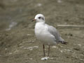 Mouette mélanocéphale Ichthyaetus melanocephalus