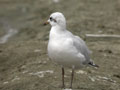 Mouette mélanocéphale Ichthyaetus melanocephalus