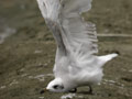 Mouette mélanocéphale Ichthyaetus melanocephalus