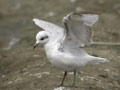 Mouette mélanocéphale Ichthyaetus melanocephalus