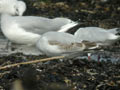 Mouette mélanocéphale Larus melanocephalus