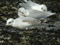 Mouette mélanocéphale Ichthyaetus melanocephalus