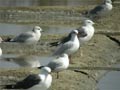 Mouette mélanocéphale Ichthyaetus melanocephalus