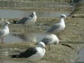 Mouette mélanocéphale Ichthyaetus melanocephalus