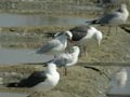 Mouette mélanocéphale Ichthyaetus melanocephalus