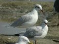 Mouette mélanocéphale Ichthyaetus melanocephalus