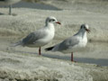 Mouette mélanocéphale Ichthyaetus melanocephalus