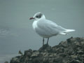 Mouette mélanocéphale Ichthyaetus melanocephalus