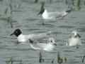 Mouette mélanocéphale Ichthyaetus melanocephalus