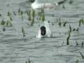 Mouette mélanocéphale Ichthyaetus melanocephalus